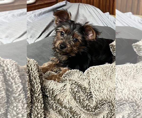 Medium Photo #5 Yorkshire Terrier Puppy For Sale in ELKTON, KY, USA