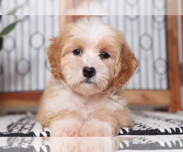 Medium Photo #2 Cavachon Puppy For Sale in NAPLES, FL, USA