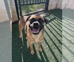 Small #2 Pug Mix