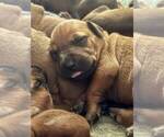 Small #6 Rhodesian Ridgeback