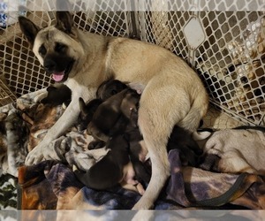 Mother of the Akita puppies born on 07/05/2023