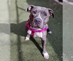 Small #1 American Pit Bull Terrier-Staffordshire Bull Terrier Mix
