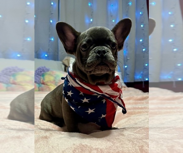 Medium Photo #1 French Bulldog Puppy For Sale in VISALIA, CA, USA