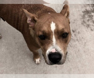 Mutt Dogs for adoption in Tulsa, OK, USA