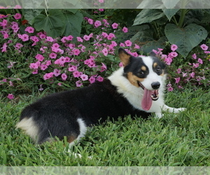 Father of the Pembroke Welsh Corgi puppies born on 05/09/2021