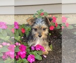 Small #7 Yorkshire Terrier