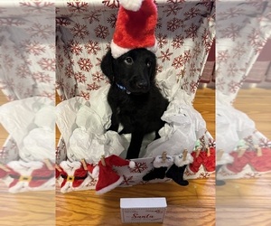Aussiedoodle-Labradoodle Mix Litter for sale in ROGERSVILLE, TN, USA