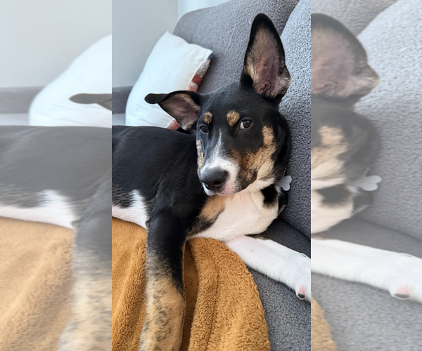 Medium Photo #2 Mutt Puppy For Sale in Rockville, MD, USA