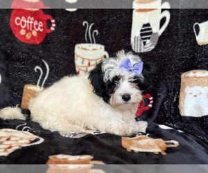 Maltipoo Puppy for Sale in LAKELAND, Florida USA