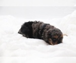 Small #51 Cockapoo