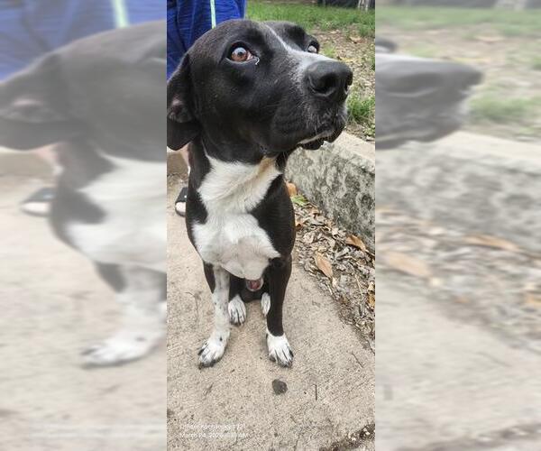 Medium Photo #1 Labrador Retriever-Unknown Mix Puppy For Sale in San Antonio, TX, USA