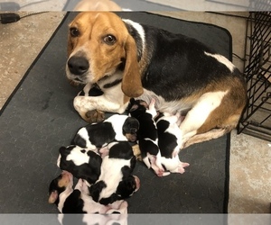 Mother of the Beagle puppies born on 04/11/2022