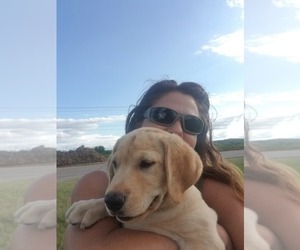 Labrador Retriever Puppy for sale in WILLIAMSBURG, CO, USA