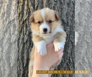 Pembroke Welsh Corgi Puppy for sale in NORMAN, OK, USA