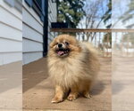 Small #3 Pomeranian