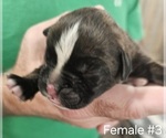 Puppy Calliope Boxer
