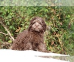 Small #20 ShihPoo