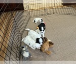 Small Photo #8 Shih-Poo Puppy For Sale in GLOUCESTER, VA, USA