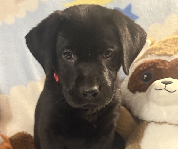 Medium Photo #15 Labrador Retriever Puppy For Sale in SPOTSYLVANIA, VA, USA