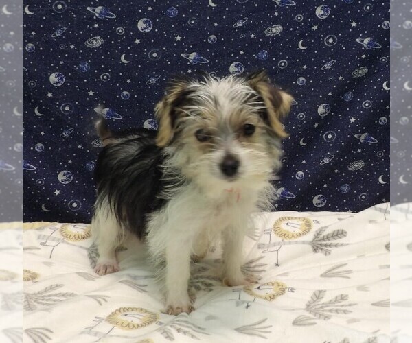 Medium Photo #27 Morkie Puppy For Sale in PATERSON, NJ, USA