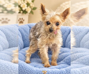 Mutt Dogs for adoption in Bon Carbo, CO, USA
