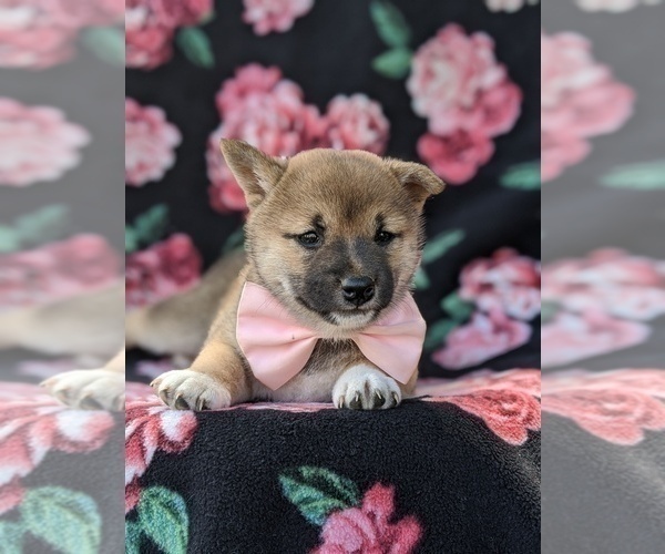 Medium Photo #3 Shiba Inu Puppy For Sale in ATGLEN, PA, USA