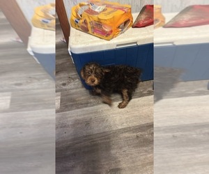 YorkiePoo Puppy for sale in FULTON, NY, USA