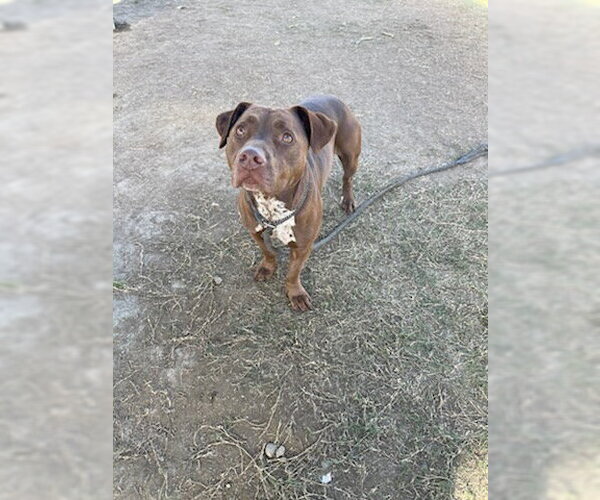Medium Photo #1 Mutt Puppy For Sale in Bakersfield, CA, USA