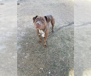 Mutt Dogs for adoption in Bakersfield, CA, USA