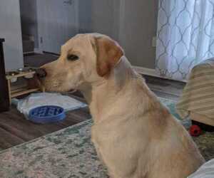 Labrador Retriever Dogs for adoption in SILVER SPRING, MD, USA