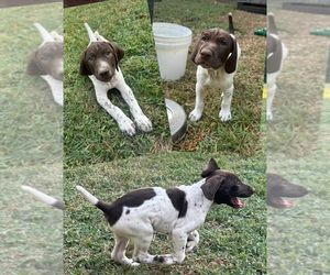 German Shorthaired Pointer Litter for sale in THOMASVILLE, AL, USA