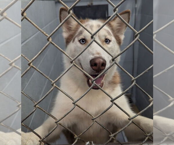 Medium Photo #2 Siberian Husky Puppy For Sale in Evansville, IN, USA