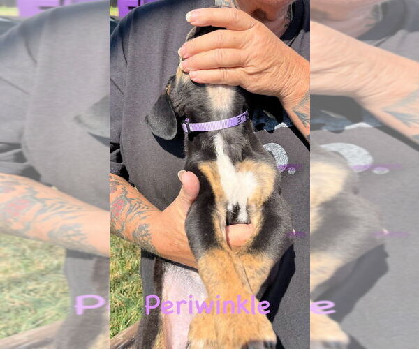 Medium Photo #2 Mutt Puppy For Sale in Mooresville, NC, USA