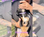 Small #1 Mutt