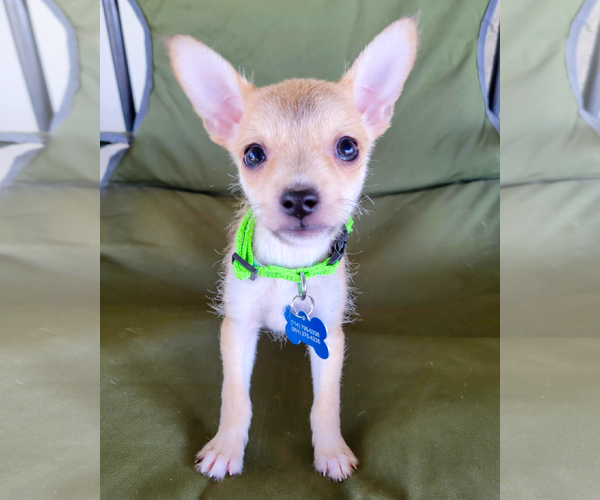 Medium Photo #2 Rat-Cha Puppy For Sale in Corona, CA, USA