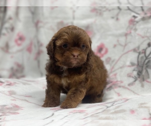 Medium Photo #2 ShihPoo Puppy For Sale in LAKELAND, FL, USA