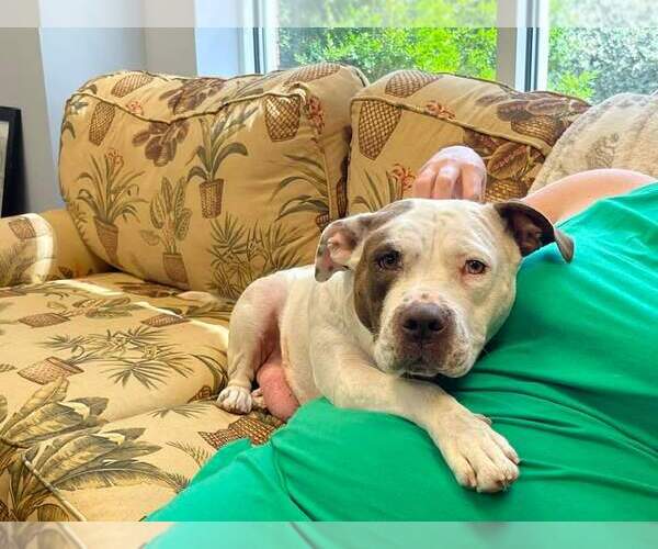 Medium Photo #18 American Staffordshire Terrier-Unknown Mix Puppy For Sale in Holly Springs, NC, USA