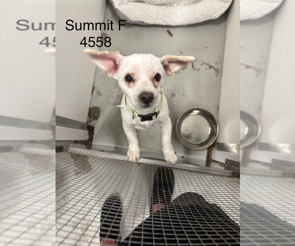 Medium Photo #1 Mutt Puppy For Sale in Studio City, CA, USA
