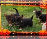 Small Photo #65 Pembroke Welsh Corgi-Scottish Terrier Mix Puppy For Sale in GREELEY, CO, USA