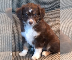 Australian Shepherd Puppy for sale in DREXEL, MO, USA