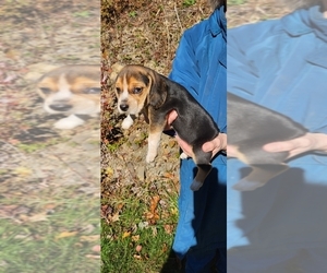 Beagle Puppy for sale in WATSONTOWN, PA, USA