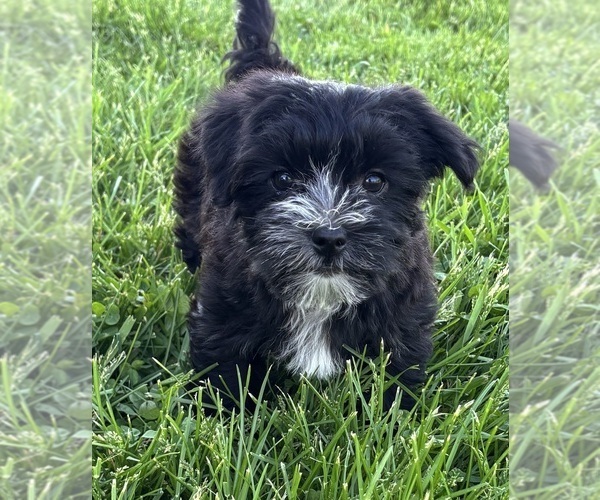 Medium Photo #5 Morkie Puppy For Sale in ROCK STREAM, NY, USA