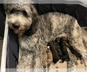 Mother of the Bernedoodle puppies born on 11/27/2022