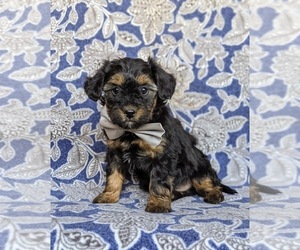 YorkiePoo-Yorkshire Terrier Mix Puppy for sale in CHRISTIANA, PA, USA