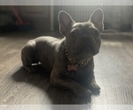 Small Photo #1 French Bulldog Puppy For Sale in SAINT PAUL, MN, USA