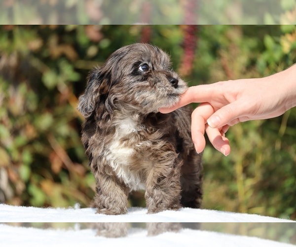 Medium Photo #32 ShihPoo Puppy For Sale in DYERSBURG, TN, USA