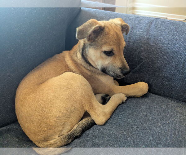 Medium Photo #4 Jack Russell Terrier-Unknown Mix Puppy For Sale in St. Louis Park, MN, USA