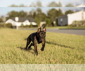 Moon - Female Mutt Dog for Adoption - Photo #8