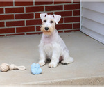 Small #7 Schnauzer (Miniature)