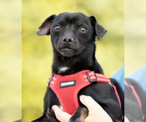 Lucky - Male Chihuahua-Unknown Mix Dog for Adoption - Photo #15